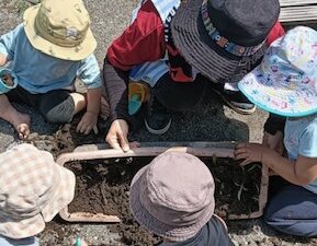 じゃがいも　収穫したよ！