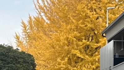 黄金色のイチョウの葉っぱ🍂