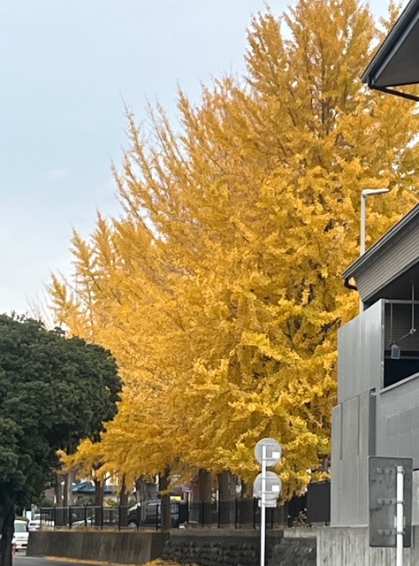 黄金色のイチョウの葉っぱ🍂