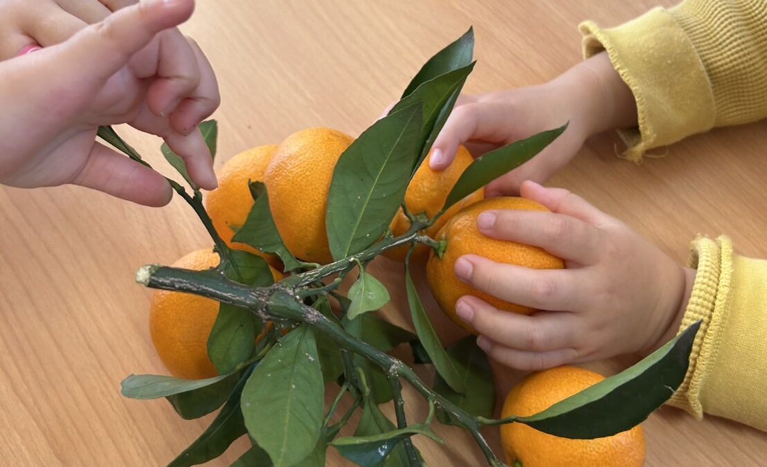 冬の味覚「みかん🍊」！！