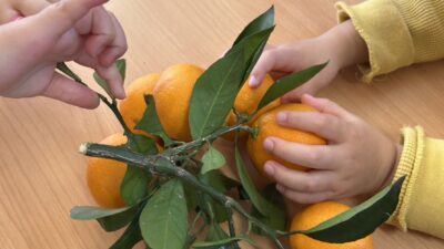 冬の味覚「みかん🍊」！！